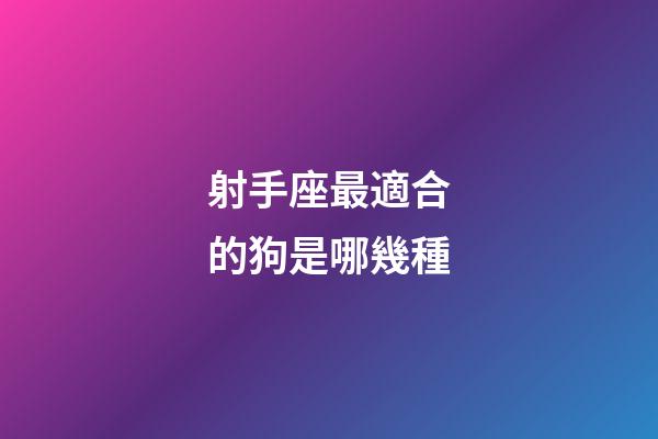 射手座最適合的狗是哪幾種-第1張-星座運勢-玄機派