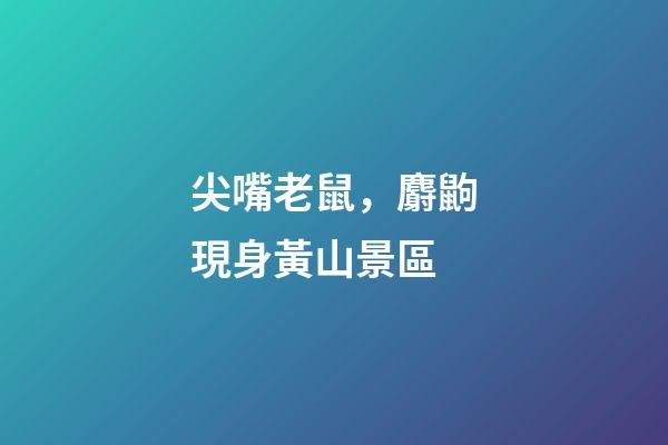 尖嘴老鼠，麝鼩現身黃山景區-第1張-觀點-玄機派