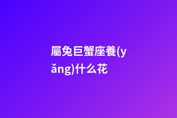 屬兔巨蟹座養(yǎng)什么花