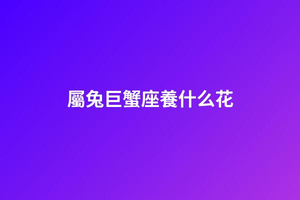 屬兔巨蟹座養什么花-第1張-星座運勢-玄機派