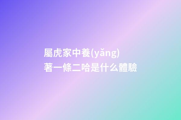 屬虎家中養(yǎng)著一條二哈是什么體驗