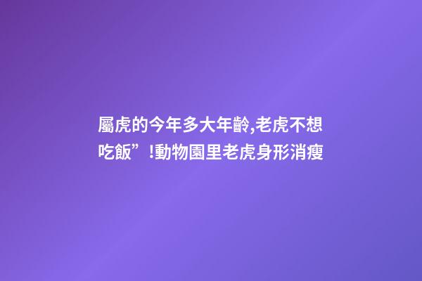 屬虎的今年多大年齡,老虎不想吃飯”!動物園里老虎身形消瘦-第1張-觀點-玄機派