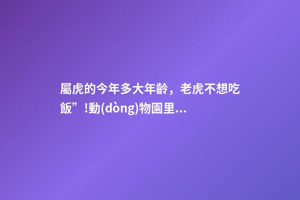 屬虎的今年多大年齡，老虎不想吃飯”!動(dòng)物園里老虎身形消瘦-第1張-觀點(diǎn)-玄機(jī)派
