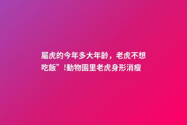 屬虎的今年多大年齡，老虎不想吃飯”!動物園里老虎身形消瘦-第1張-觀點-玄機派