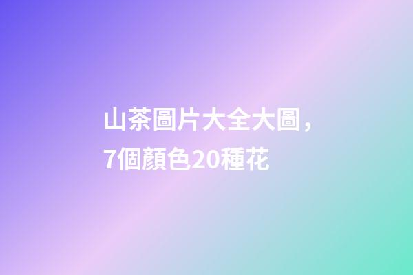 山茶圖片大全大圖，7個顏色20種花-第1張-觀點-玄機派