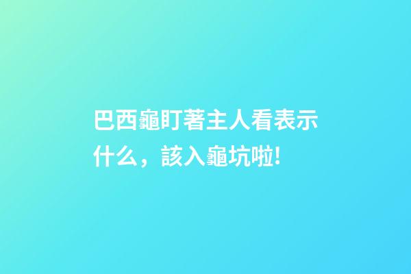 巴西龜盯著主人看表示什么，該入龜坑啦!-第1張-觀點-玄機派