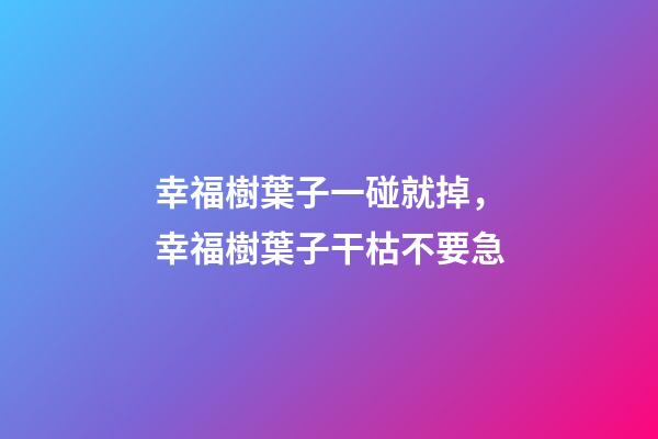 幸福樹葉子一碰就掉，幸福樹葉子干枯不要急-第1張-觀點-玄機派