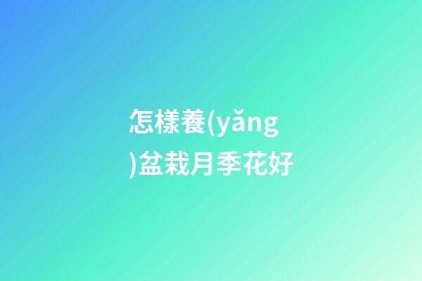 怎樣養(yǎng)盆栽月季花好