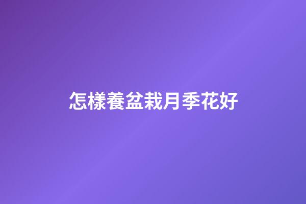 怎樣養盆栽月季花好