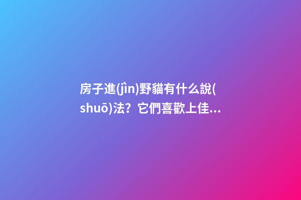 房子進(jìn)野貓有什么說(shuō)法？它們喜歡上佳的風(fēng)水住宅