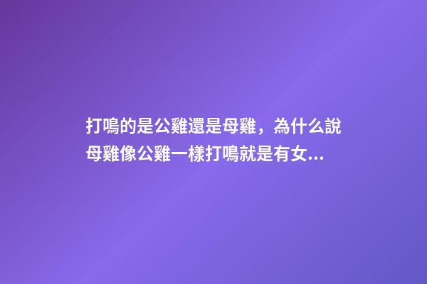 打鳴的是公雞還是母雞，為什么說母雞像公雞一樣打鳴就是有女人篡權亂世-第1張-觀點-玄機派