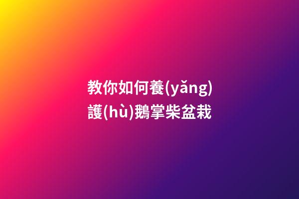 教你如何養(yǎng)護(hù)鵝掌柴盆栽