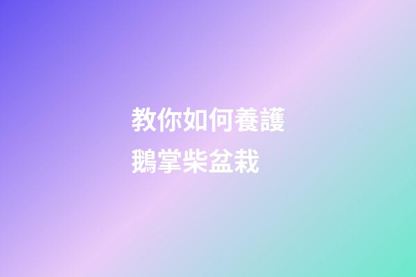 教你如何養護鵝掌柴盆栽