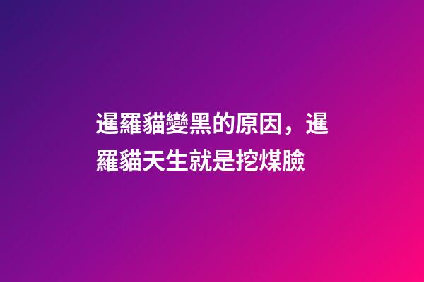 暹羅貓變黑的原因，暹羅貓天生就是挖煤臉-第1張-觀點-玄機派