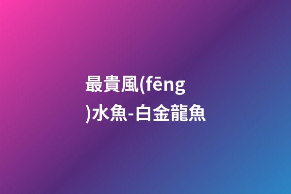 最貴風(fēng)水魚-白金龍魚