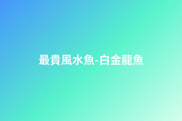 最貴風水魚-白金龍魚