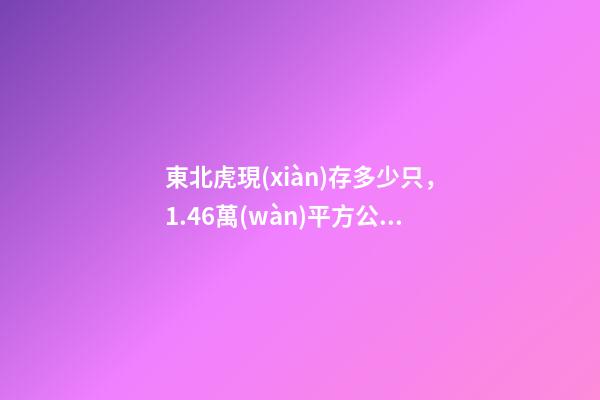 東北虎現(xiàn)存多少只，1.46萬(wàn)平方公里-第1張-觀點(diǎn)-玄機(jī)派