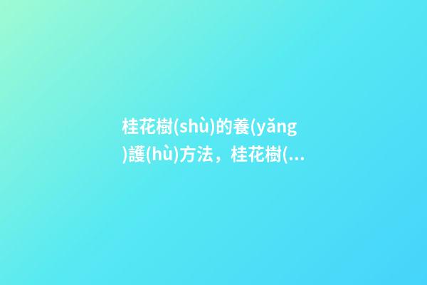 桂花樹(shù)的養(yǎng)護(hù)方法，桂花樹(shù)怎么養(yǎng)殖-第1張-觀點(diǎn)-玄機(jī)派