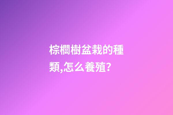棕櫚樹盆栽的種類,怎么養殖？