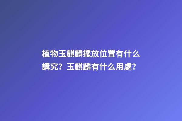 植物玉麒麟擺放位置有什么講究？玉麒麟有什么用處？