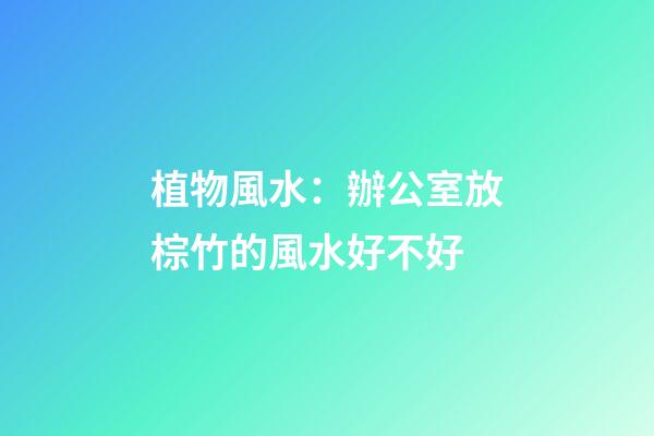 植物風水：辦公室放棕竹的風水好不好