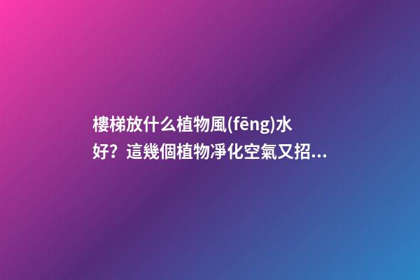 樓梯放什么植物風(fēng)水好？這幾個植物凈化空氣又招財！！