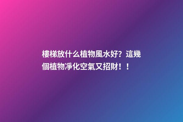 樓梯放什么植物風水好？這幾個植物凈化空氣又招財！！