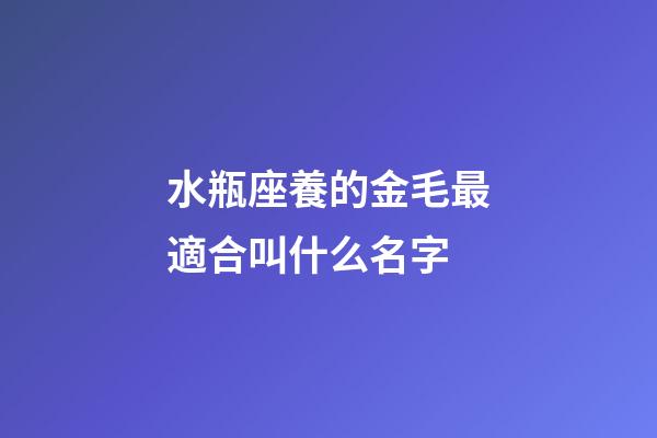 水瓶座養的金毛最適合叫什么名字-第1張-星座運勢-玄機派