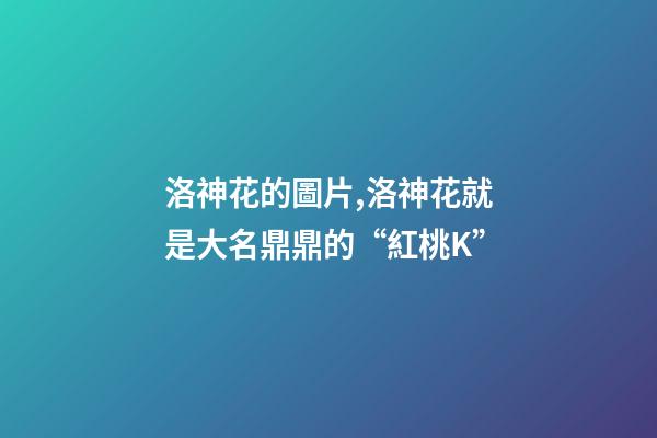 洛神花的圖片,洛神花就是大名鼎鼎的“紅桃K”-第1張-觀點-玄機派