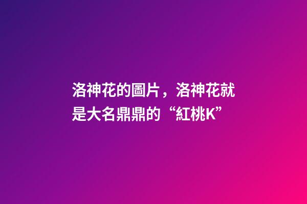 洛神花的圖片，洛神花就是大名鼎鼎的“紅桃K”-第1張-觀點-玄機派