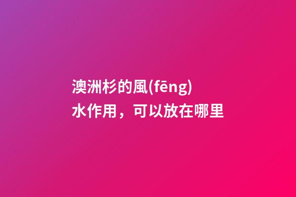 澳洲杉的風(fēng)水作用，可以放在哪里
