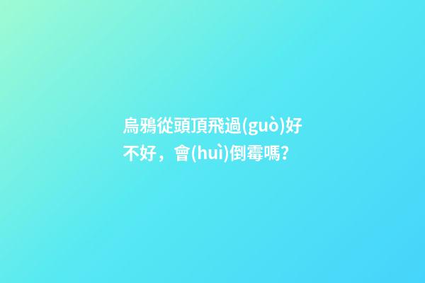 烏鴉從頭頂飛過(guò)好不好，會(huì)倒霉嗎？