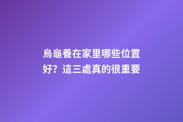 烏龜養在家里哪些位置好？這三處真的很重要