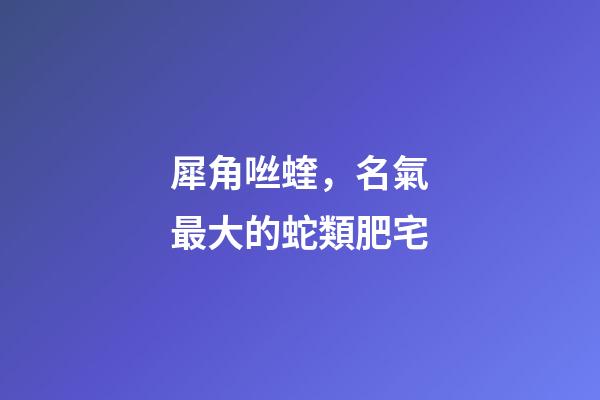犀角咝蝰，名氣最大的蛇類肥宅-第1張-觀點-玄機派