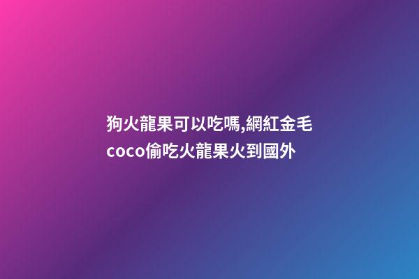 狗火龍果可以吃嗎,網紅金毛coco偷吃火龍果火到國外-第1張-觀點-玄機派