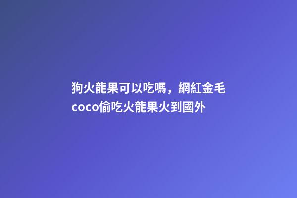 狗火龍果可以吃嗎，網紅金毛coco偷吃火龍果火到國外-第1張-觀點-玄機派