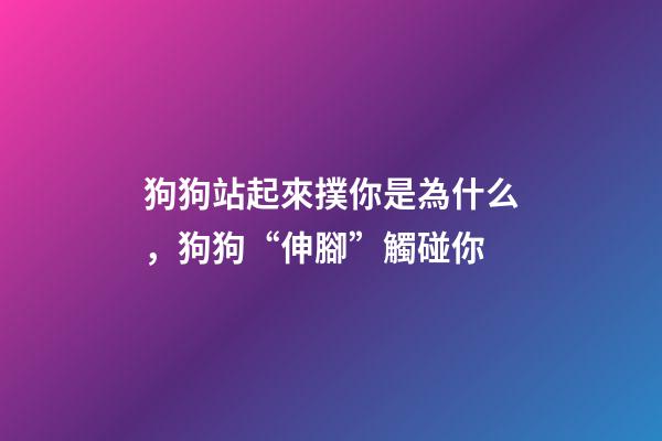 狗狗站起來撲你是為什么，狗狗“伸腳”觸碰你-第1張-觀點-玄機派