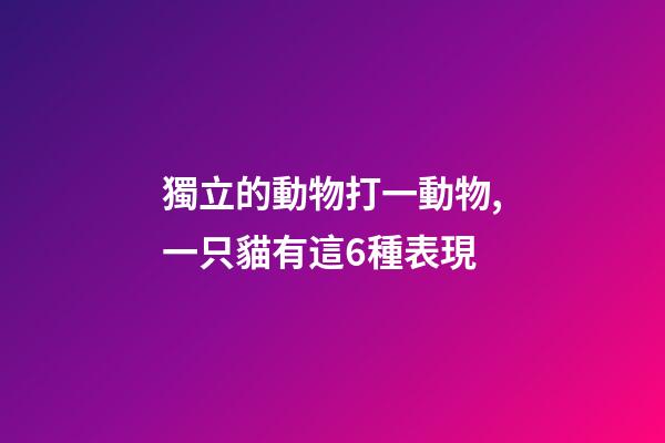 獨立的動物打一動物,一只貓有這6種表現-第1張-觀點-玄機派