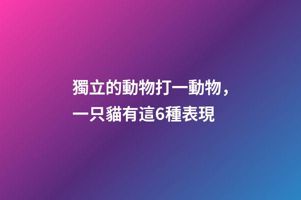 獨立的動物打一動物，一只貓有這6種表現-第1張-觀點-玄機派