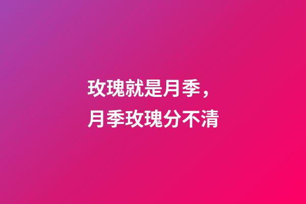 玫瑰就是月季，月季玫瑰分不清-第1張-觀點-玄機派