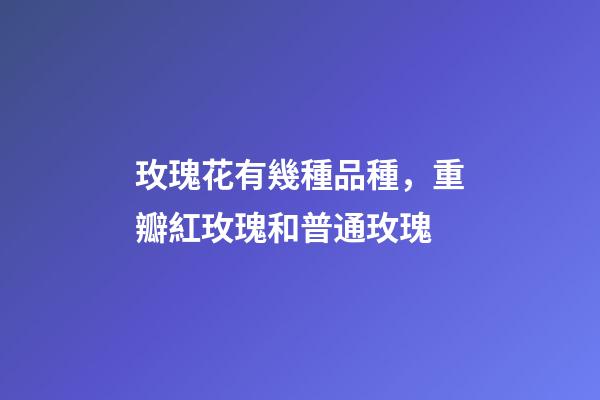 玫瑰花有幾種品種，重瓣紅玫瑰和普通玫瑰-第1張-觀點(diǎn)-玄機(jī)派