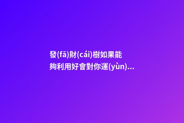 發(fā)財(cái)樹如果能夠利用好會對你運(yùn)勢有幫助