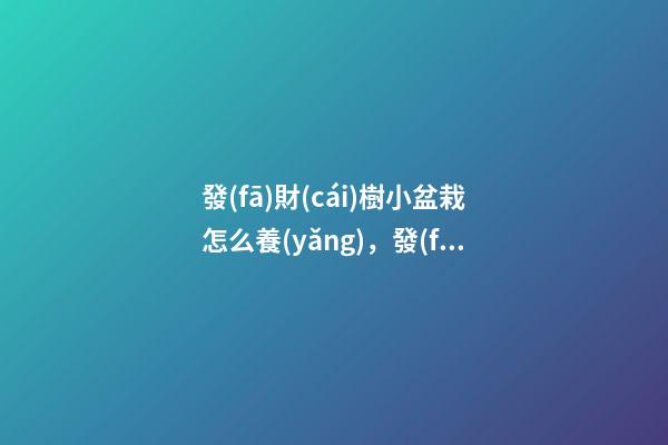發(fā)財(cái)樹小盆栽怎么養(yǎng)，發(fā)財(cái)樹的養(yǎng)殖方法及注意事項(xiàng)-第1張-觀點(diǎn)-玄機(jī)派