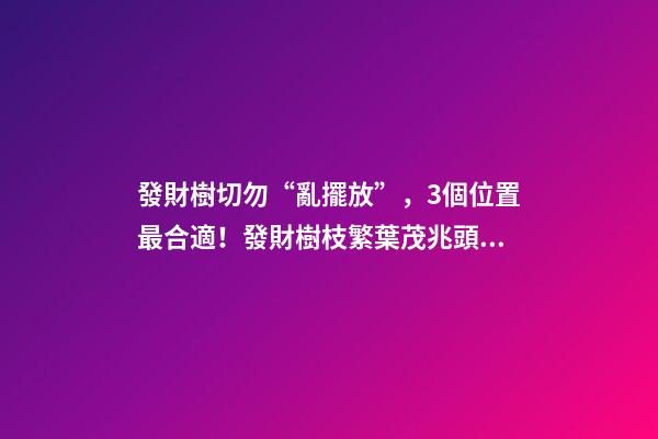 發財樹切勿“亂擺放”，3個位置最合適！發財樹枝繁葉茂兆頭好