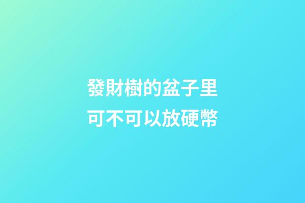 發財樹的盆子里可不可以放硬幣