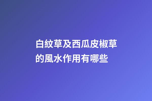 白紋草及西瓜皮椒草的風水作用有哪些?