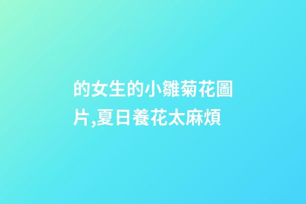 的女生的小雛菊花圖片,夏日養花太麻煩-第1張-觀點-玄機派