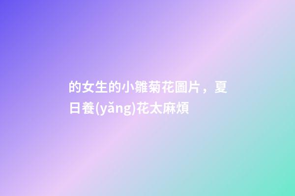 的女生的小雛菊花圖片，夏日養(yǎng)花太麻煩-第1張-觀點-玄機派