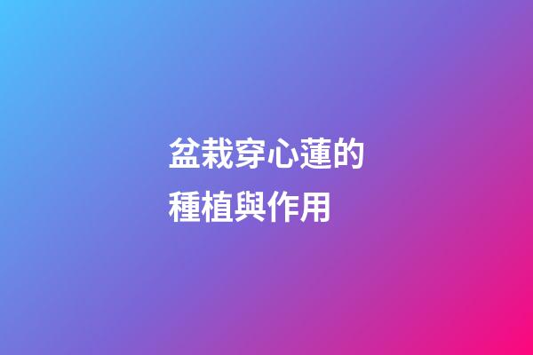 盆栽穿心蓮的種植與作用