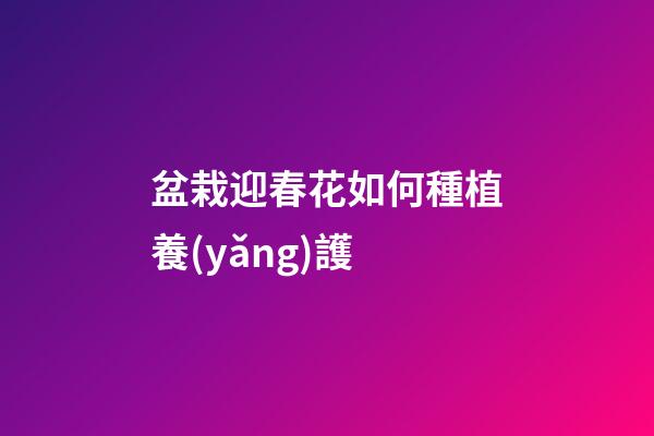 盆栽迎春花如何種植養(yǎng)護